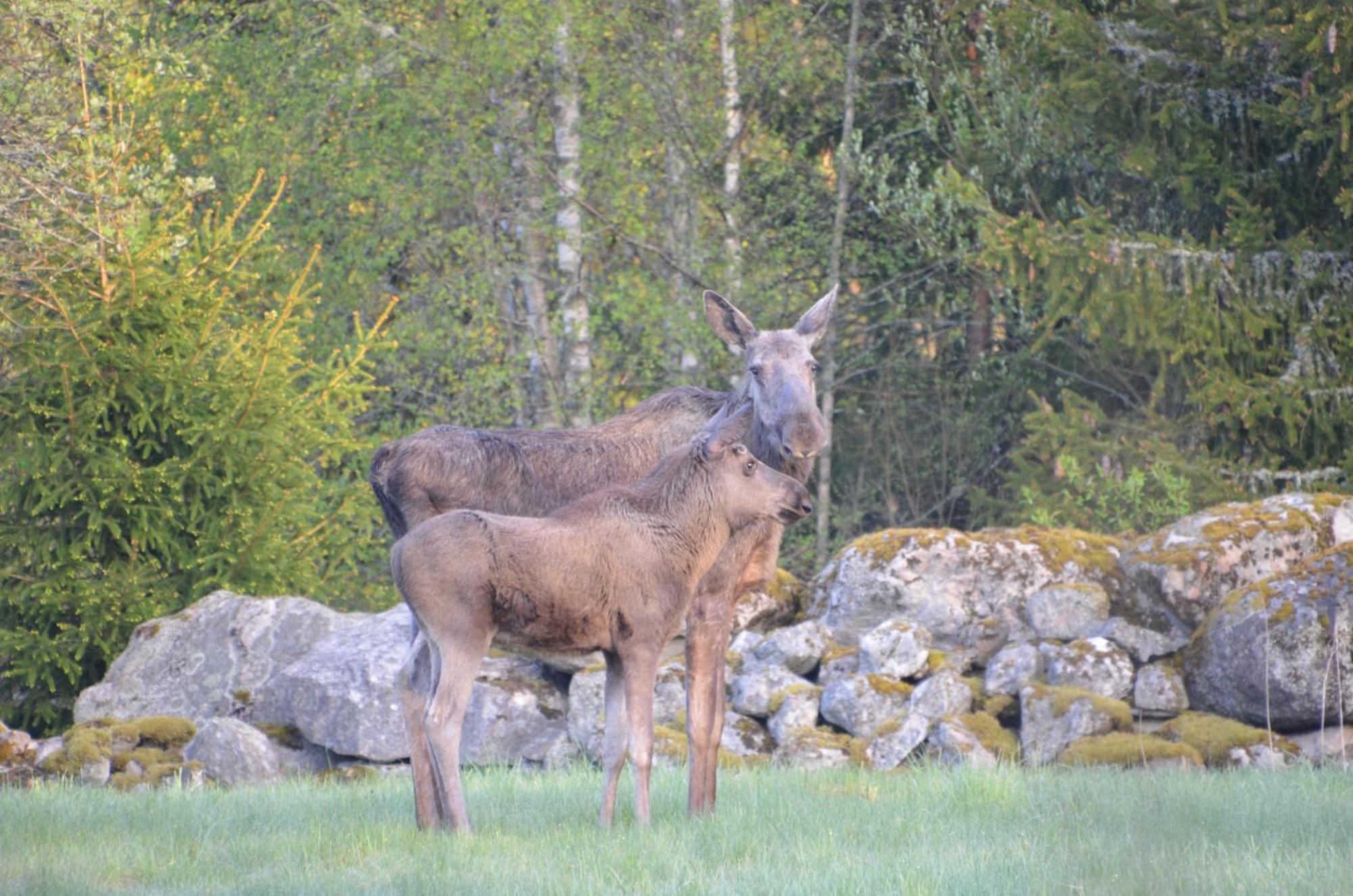 Soedra Ljunga Vandrarhem Ljungby  Buitenkant foto